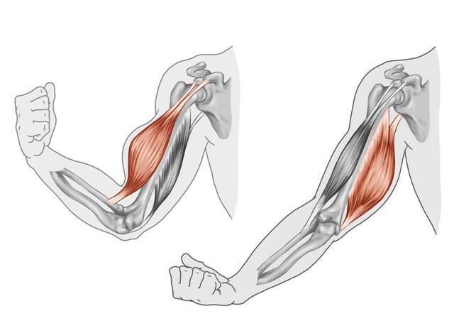 肌肉痉挛|手臂练很久没效果你的训练强度太低了这么练，老手都感觉费劲