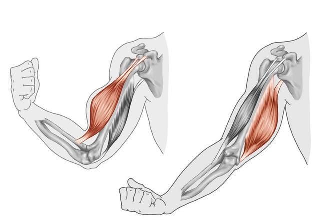 肌肉痉挛|手臂练很久没效果你的训练强度太低了这么练,老手都感觉费劲