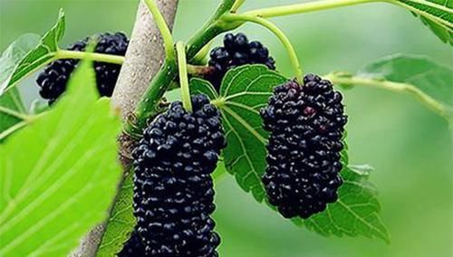 常吃“桑葚”，會帶來3大好處，營養師：但有3點注意，不可忽視