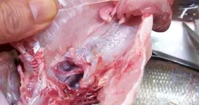 做清蒸鱼是先淋油还是先放酱油放错顺序，鱼腥味重营养还差