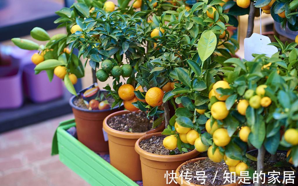 夏季|夏季养花防止黄叶、腐烂、干枯的四大要领,经验加实践,实用