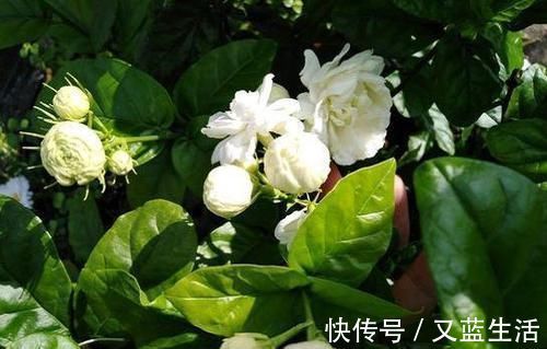 干枯|茉莉花叶片焦枯,有2种“病因”,避开养护,生长不断,开花爆盆