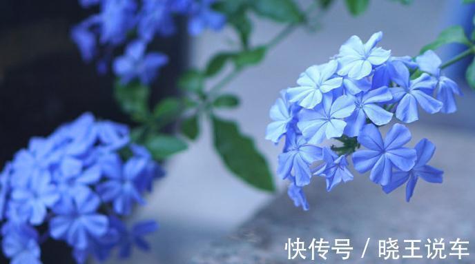 蓝雪花这样养,不爆盆才怪