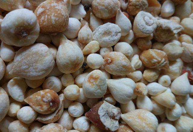 甲状腺结节|常吃洋葱能养甲状腺？想要呵护甲状腺，建议大家多吃3物，常喝4水