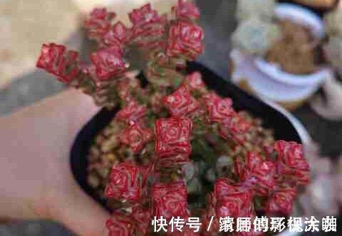 这三种多肉是多肉中的小强,一生只用买一次,出了状态照样美