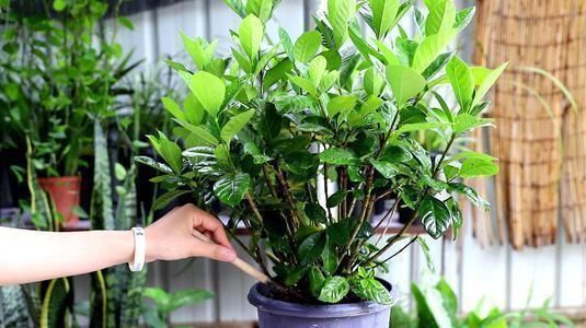 植株|修剪工作不能等,这几种花立秋就修剪,开花更多生长旺