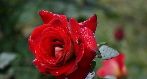  季疏蕾|想要月季花开的漂亮，就用此一招