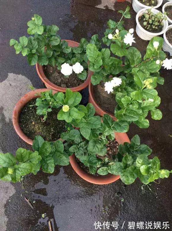 2种花“病菌”不喜欢,养1盆身体好,开花后满屋清香!