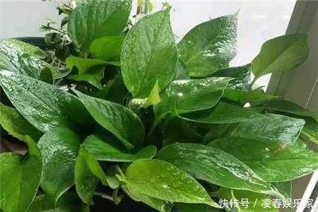 啤酒水|3种植物是老酒鬼,一喝啤酒就疯长,根本不用施肥!