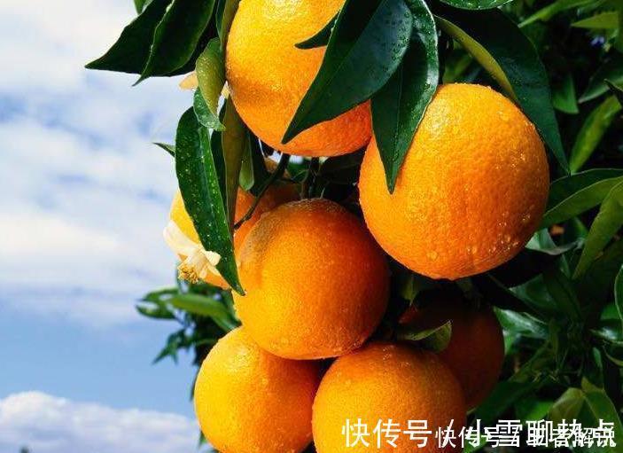 维生素c|吃了橙子后,是需要忌口的,牢记别碰“此”食物,不然毁了健康!