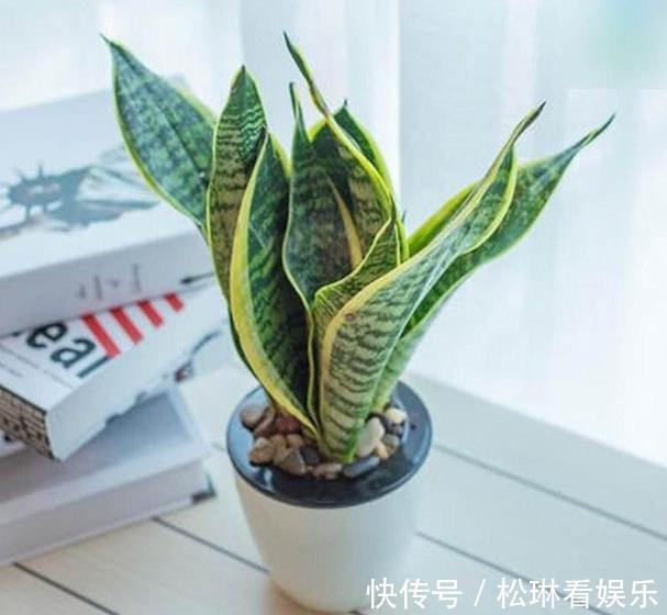 养花|养花不用买肥料,4种''生活垃圾''一处理,盆栽开花又大又漂亮