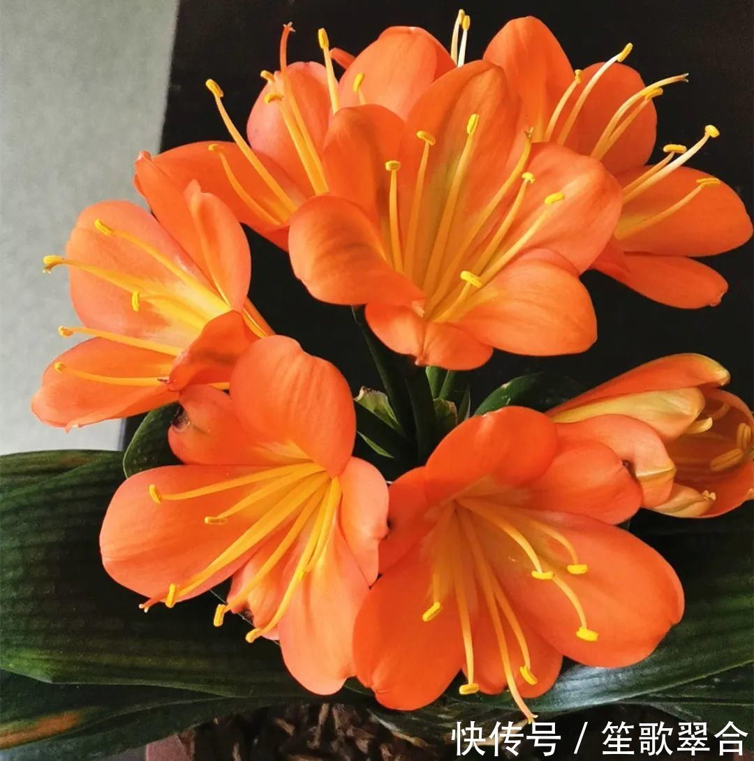 叶片|人养花,花也养人,家里养这10种花,越养越健康