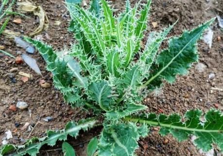 老虎刺|乡下浑身是刺的野草,过去当杂草砍除,如今是上好野菜,不看吃亏