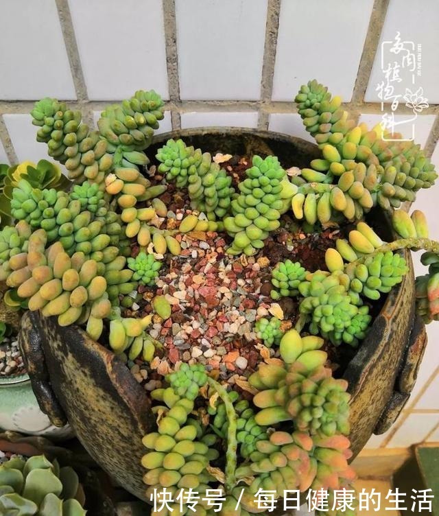 如何让多肉变美看看我是如何宠它们的！如何让多肉变美看看我是如何宠它们的！