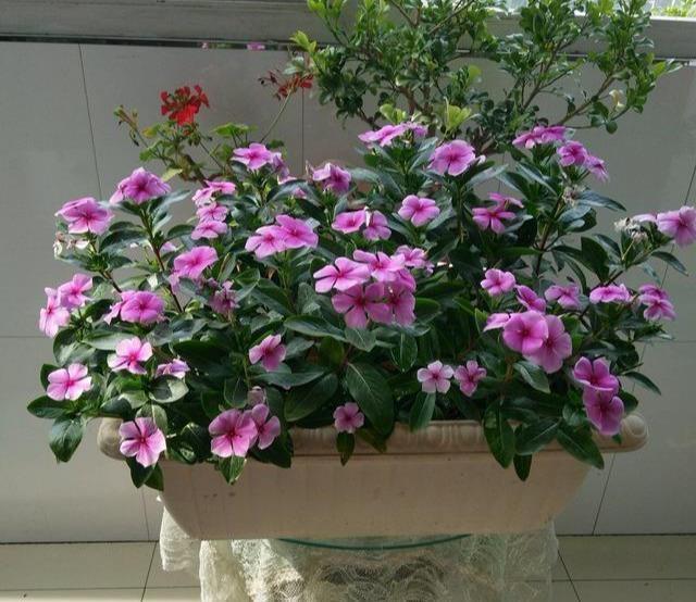 阳台|这些小草花,个个真美人,阳台养几盆,繁花不断,美到不敢看