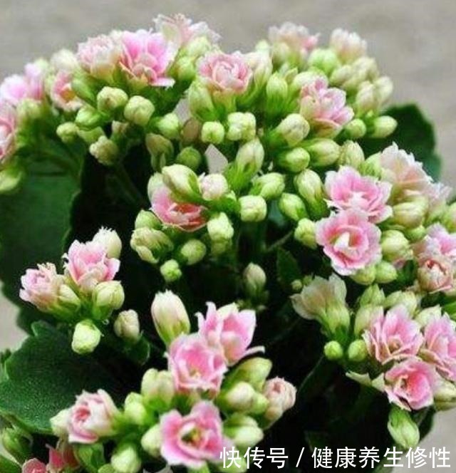 从春到秋，长寿花这样施肥，叶片肥厚，度夏容易，秋季复花满枝头！