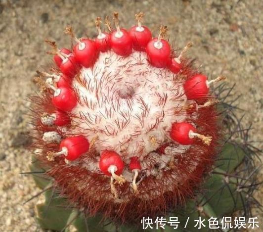 叶片|想要养好多肉植物,就从4方面下功夫,个个叶片厚实又肥美