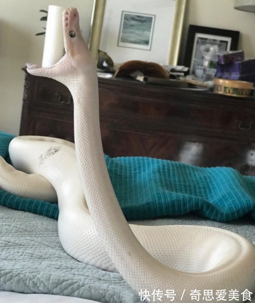 缘分|白蛇被女子养大,它喜欢看动画片,对女子忠诚,真是现实版的童话