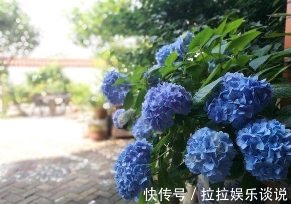 园林$他花3年打造中式庭院,不花钱全靠捡破烂,完工后专家估价百万!
