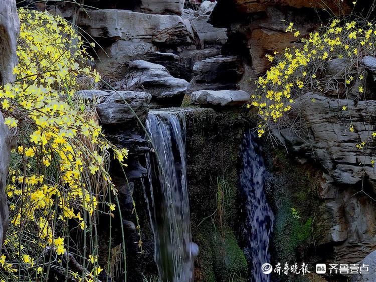 老年|济南趵突泉春意浓，迎春花开泉水淙淙