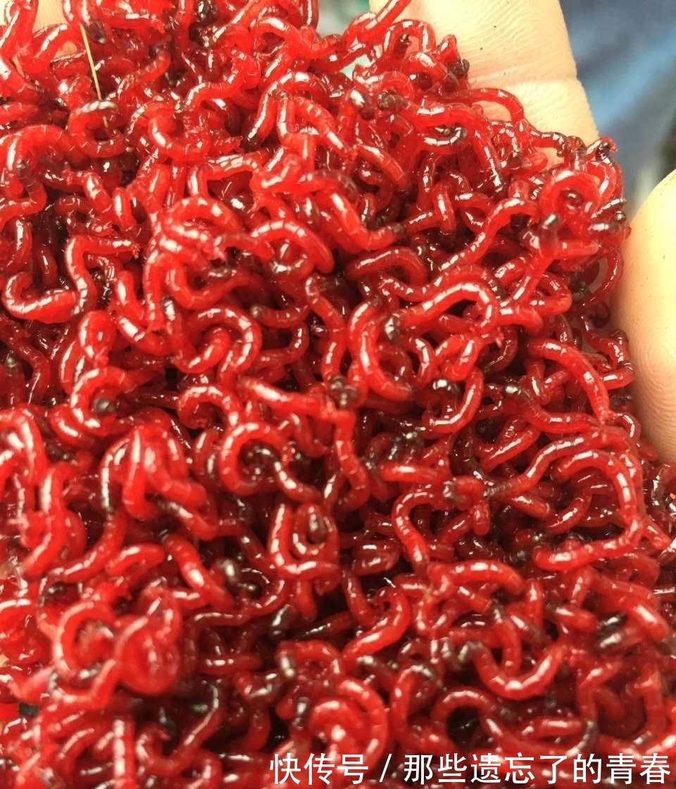 钓友|冬天野钓饵料双雄:蚯蚓和红虫,谁才是真王者?