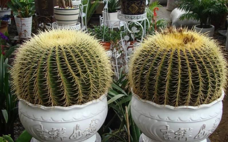 常忘记给盆栽浇水，不如就露天养仙人球，粗放管理，开花美极了