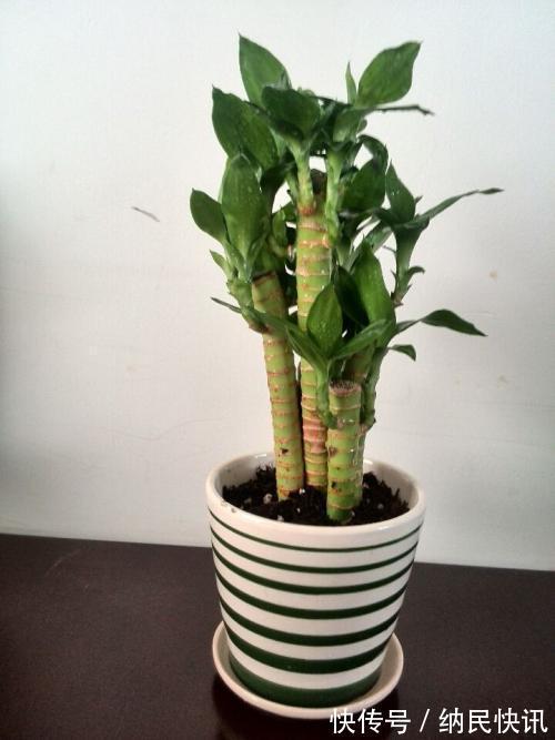 3种“养花宝”，加在盆里，吊兰富贵竹真喜欢，蹭蹭长！