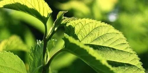 答案|桑叶真能辅助降血糖吗?答案已经揭晓,看完涨知识了