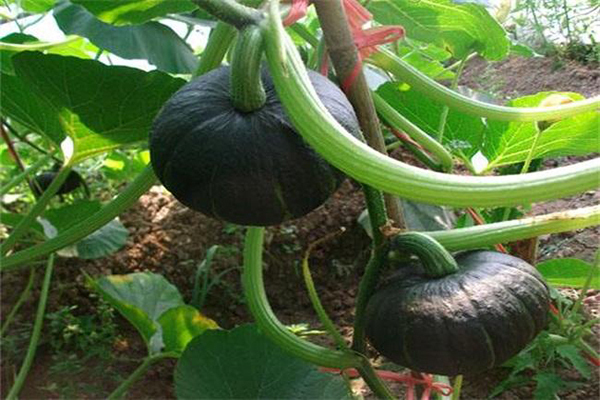 血糖|糖尿病患者需谨记，除了少吃糖，4种食物也要少碰，以防血糖过高