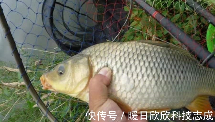夏天|夏天一到，鲤鱼只要按我说的钓，隔三五天就想钓一钓，切记别透露