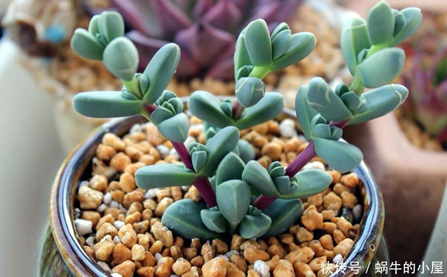 阳台上|如何快速养成鹿角海棠,学会这几点就好