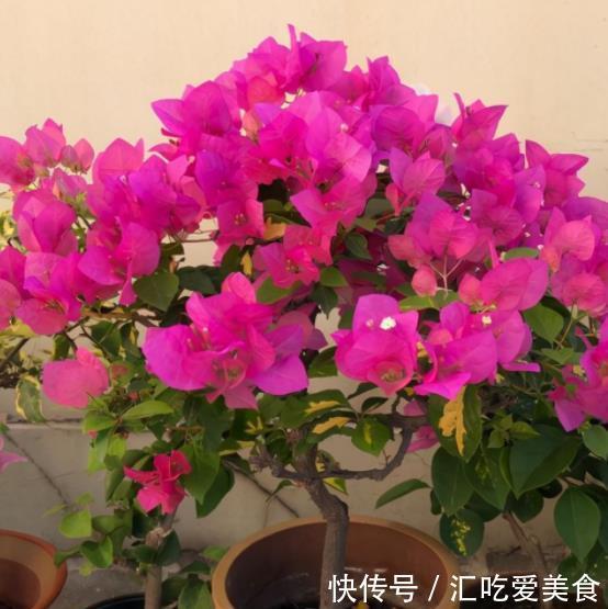 在花市看到3种花,再喜欢也不要买,带回家养不活白费力