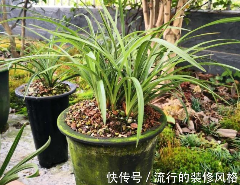 黄叶|秋冬室内盆栽兰花，暖气一开叶子就干尖泛黄，该怎么预防挽救？