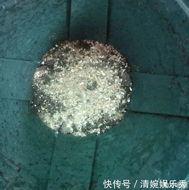 10种“垃圾”不要丢,拿来养花效果好,还能省下一笔钱