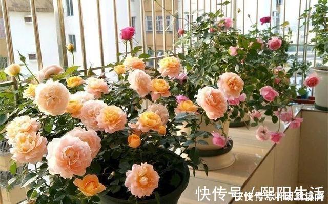 扦插月季不生根？用这捂一捂，过几天“冒白根”，变成月季大户