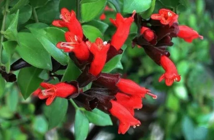 “4种花”吊起来养，开花像瀑布，好养不占地，烂漫迷人！