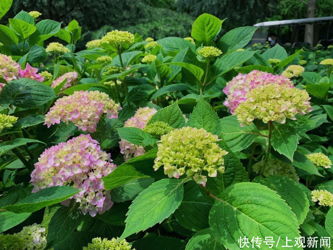 八仙花初开，上海滨江森林公园花海盛宴即将开启