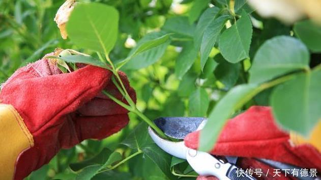 叶片|月季养不活？教你避开种死月季的五个陷阱，不走弯路做月季大神