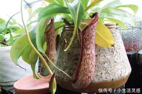 在家里用花盆养食虫植物特简单,定期浇水和喂个小虫即可!