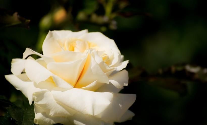 好运|未来半个月,桃运不断,姻缘来临,好运不断的四大生肖