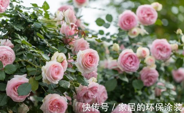 花型|太热了,“粉龙”不开花,用以下月季品种来弥补遗憾,真心不错
