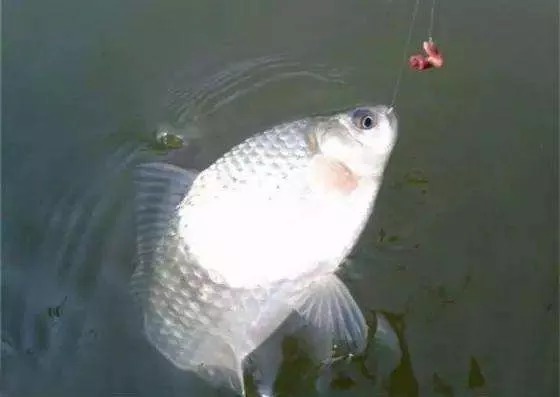 冬季太冷,鲫鱼就不好钓?试试老钓友这三招,每次下竿就狂拉