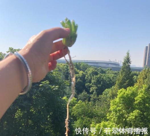 植株|养1年的玉露群生，盆内显得太挤，狠心将其拆了，结果成玉露大户