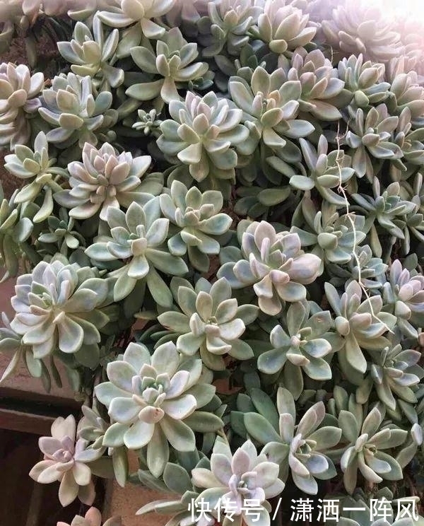 她把多肉种在阳台,一直长到楼下,天天被邻居投诉!