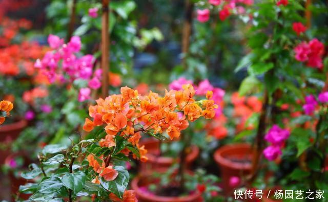 品种|怎样知道三角梅是勤花品种还是懒花品种?做好两件事就可以了