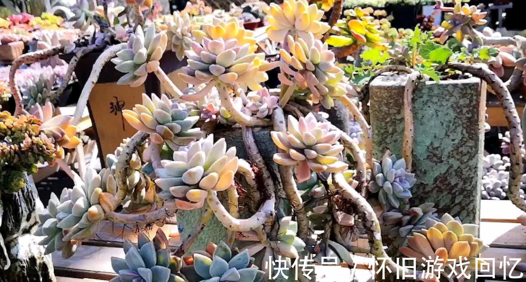 把多肉植物老桩养成艺术品,让你感受不一样的美