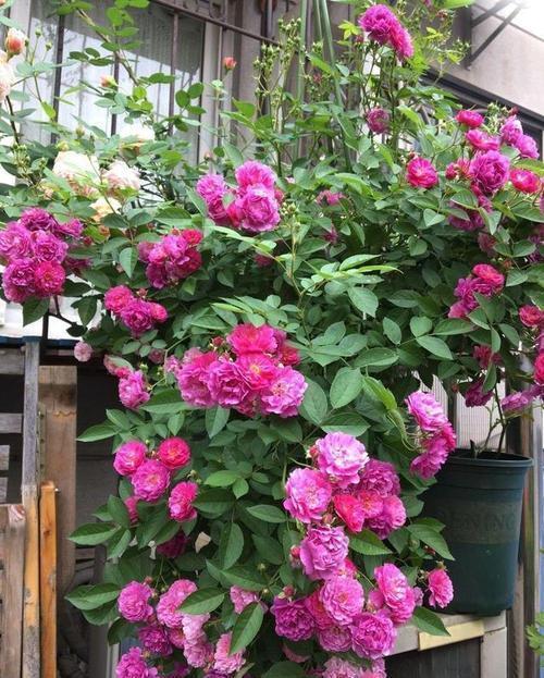 夏洛特|不怕晒的6种月季花,现在养一盆正当时,整个夏天都清香宜人