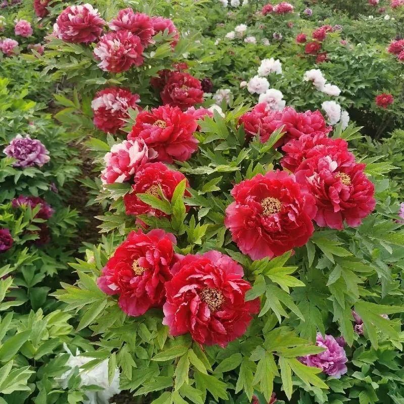 品种|这花只能秋天养,埋土里就活,晚了再等一整年!