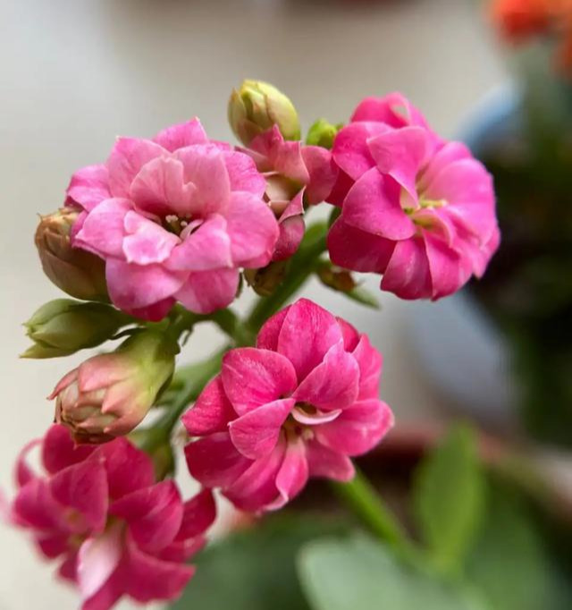 花色|75个长寿花品种,一个比一个美,一起来认识一下吧!