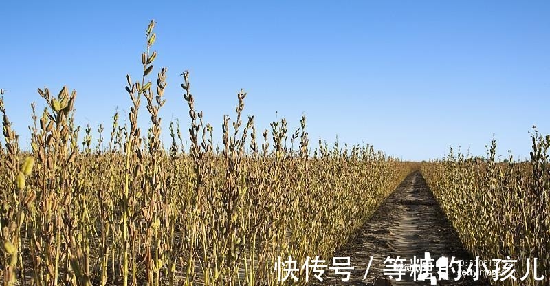 黄酒|普通的黑芝麻, 竟然治好了5种疾病, 这种吃法老中医也推荐！